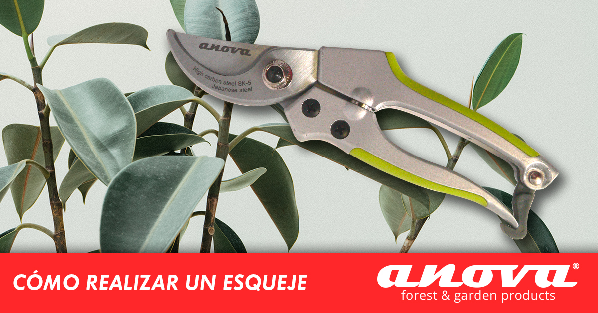 Cómo hacer un esqueje de una planta