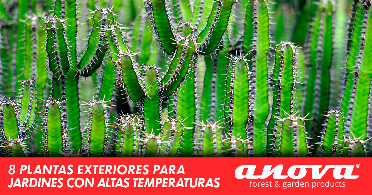 8 plantas exteriores para jardines con altas temperaturas