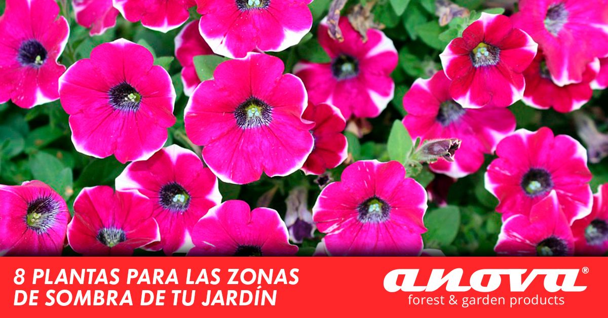 8 plantas para las zonas de sombra de tu jardín