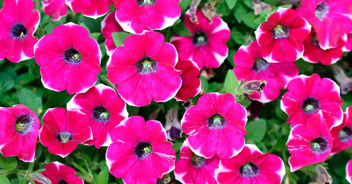 conductor Mirar atrás Caligrafía 8 plantas para las zonas de sombra de tu jardín