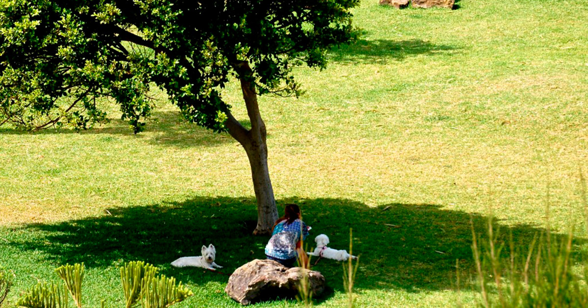 Los 5 mejores árboles para tener sombra en nuestro jardín