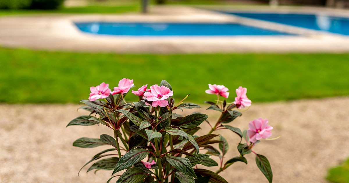 Cuida tu jardín en verano