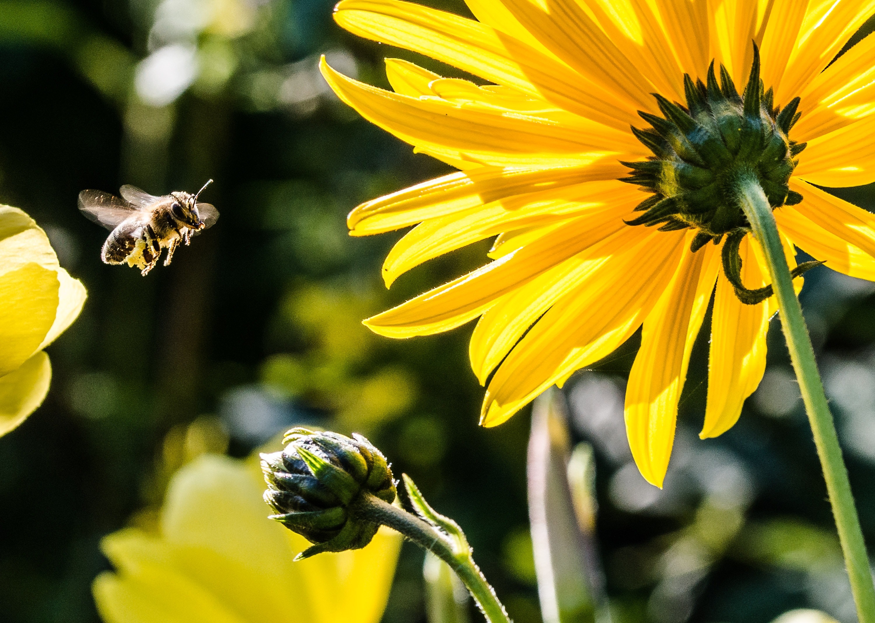 Abeja-flor