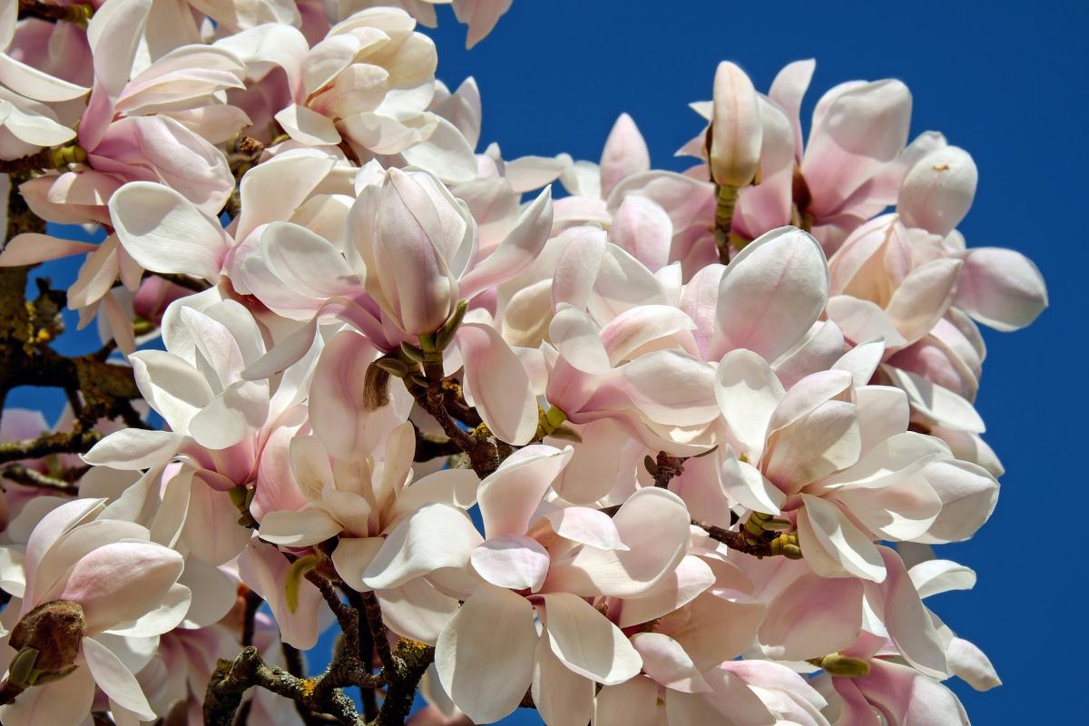 Árbol de sombra magnolia