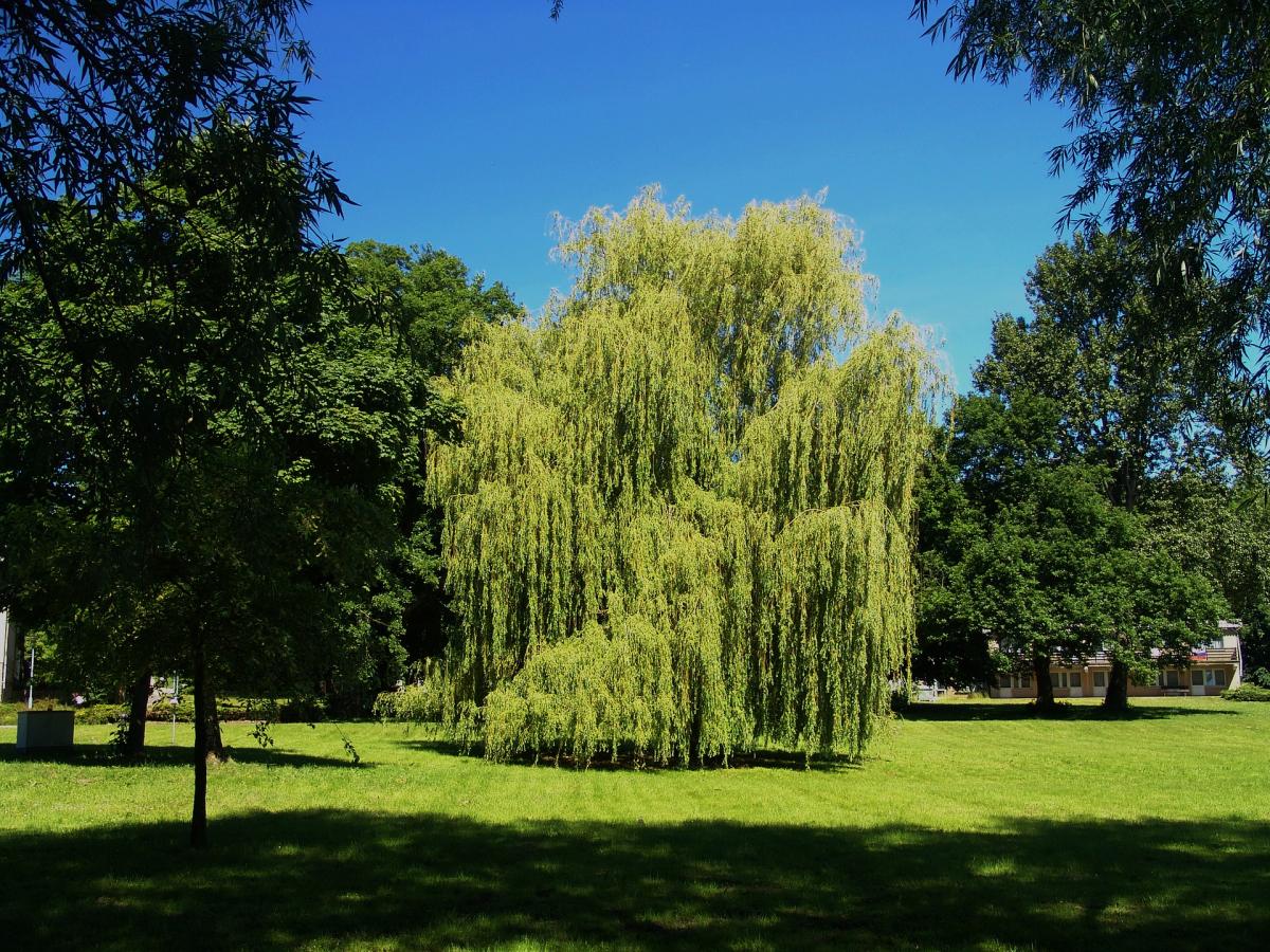 Árbol de sombra sauce