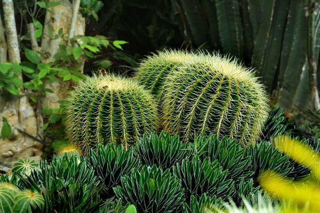 Cactus altas temperaturas