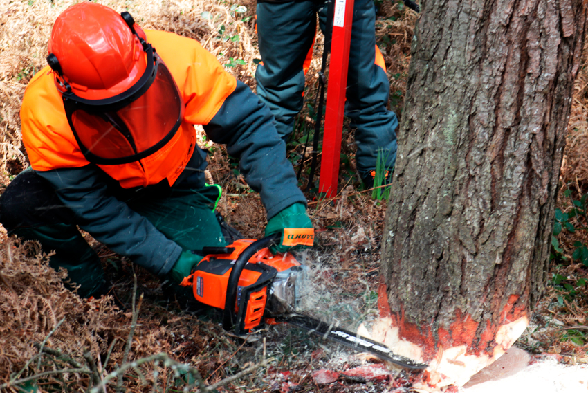 CÓMO TALAR UN ÁRBOL CORRECTAMENTE