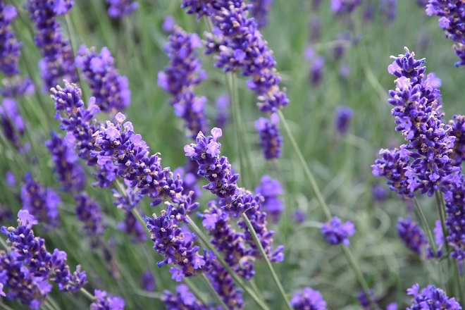 Lavanda jardín altas temperaturas