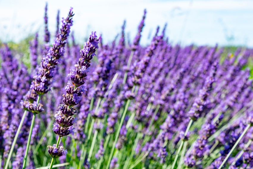 Lavanda