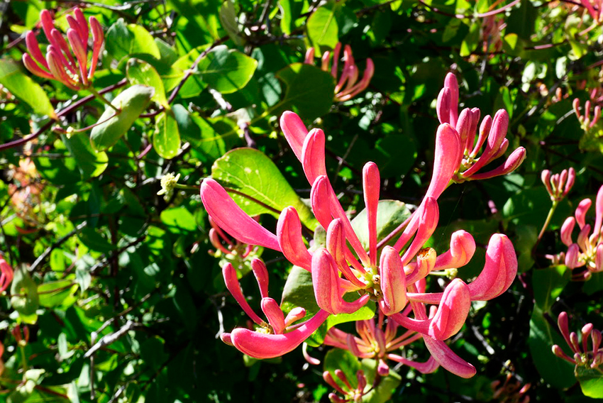 La planta que te ayudará a ahuyentar a los gatos del jardín