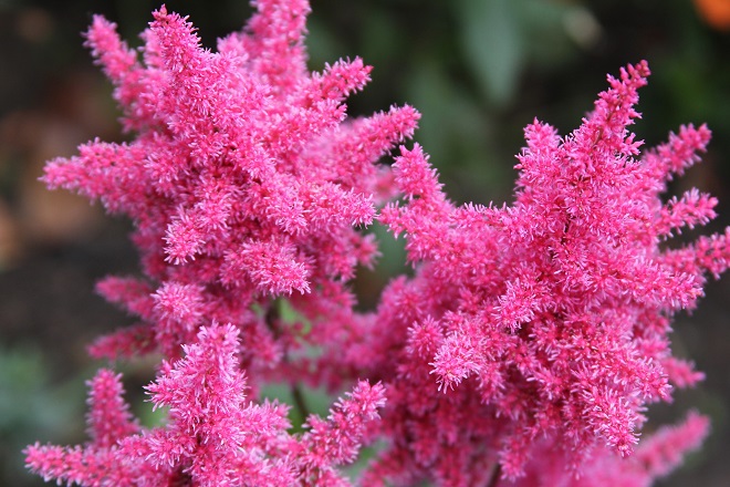 Plantas sombra astilbes