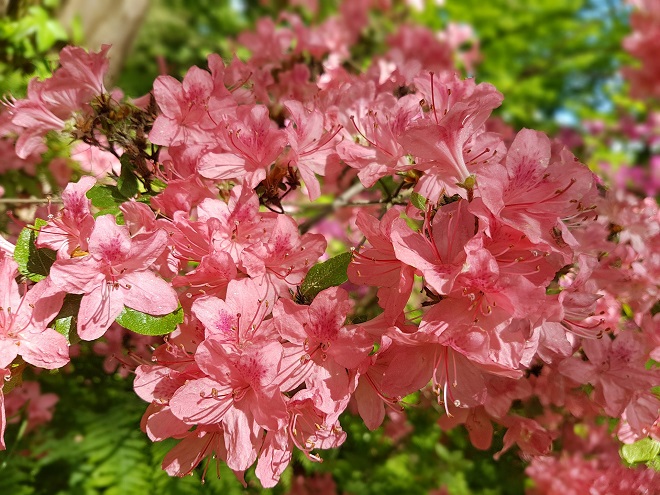 Plantas sombra azaleas