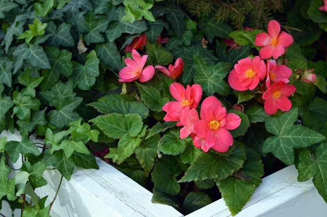 Plantas sombra begonias