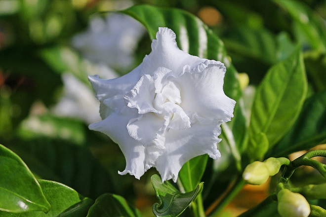 Plantas sombra gerdenias