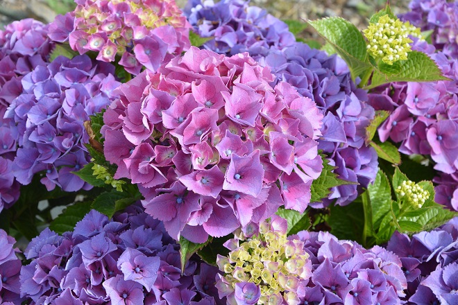 Plantas sombra hortensias