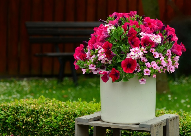 Plantas sombra petunias