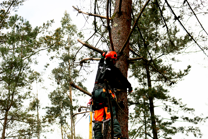 CÓMO TALAR UN ÁRBOL CORRECTAMENTE