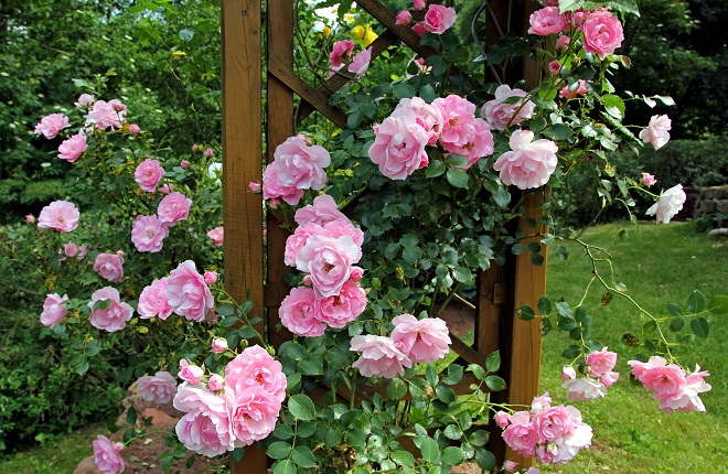 Rosal jardín altas temperaturas