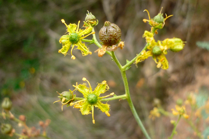 La planta que depura el organismo, mata insectos y hasta sirve para pulir  ollas