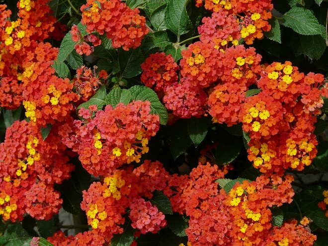 Verbena jardín altas temperaturas